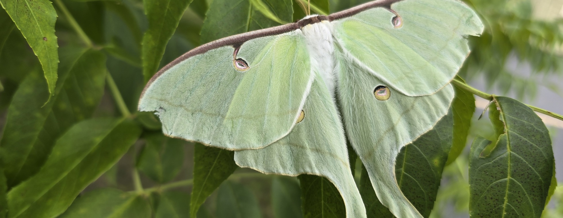 Saturday Summer Series: Moth Night